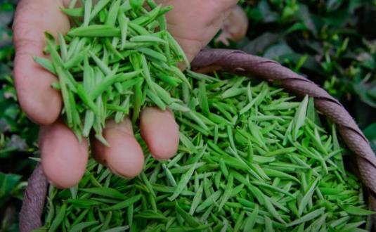 绿茶可以用冷水泡吗 为什么喝茶越喝越口干