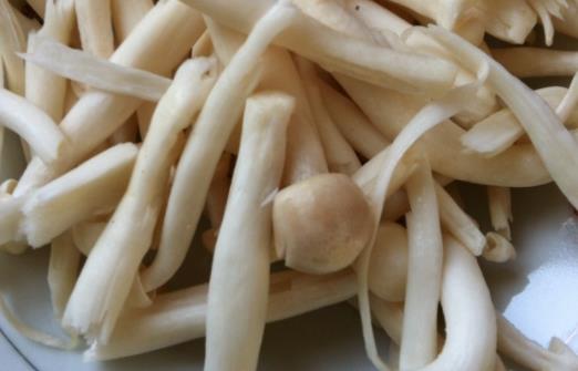 经期可以吃海鲜菇吗?海鲜菇不宜和什么一起吃?