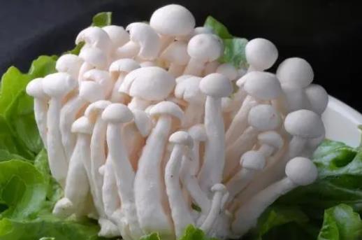 海鲜菇和白玉菇有哪些区别?孕妇可以吃白玉菇吗?