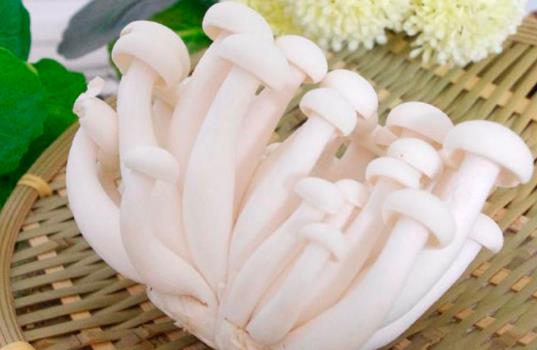 白玉菇是发物吗?哪些人不宜吃白玉菇?