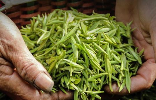都匀毛尖绿茶大家听说过吗 都匀毛尖是绿茶是不是
