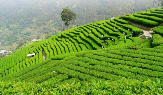 都匀毛尖是哪里生产的茶叶 要怎么保存都匀毛尖绿茶