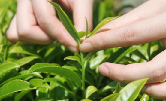 都匀毛尖是哪里生产的茶叶 要怎么保存都匀毛尖绿茶
