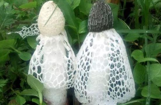 竹荪会回奶吗?竹荪是发物吗?