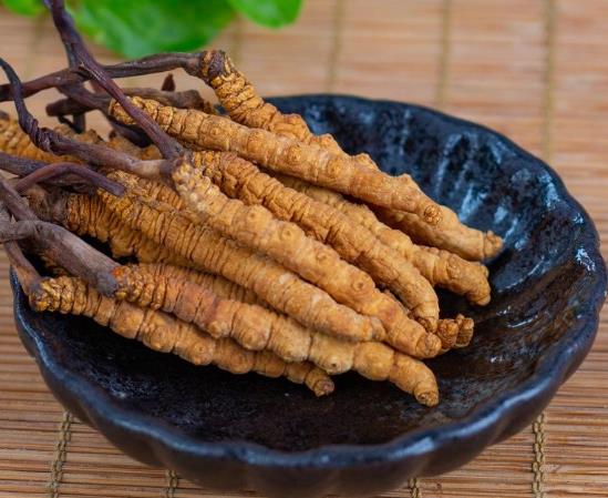 用什么酒泡虫草比较好?新鲜冬虫夏草吃之前怎么洗