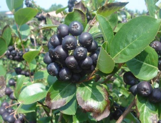 黑果花楸吃多了会怎么样?黑果花楸可以泡水喝吗