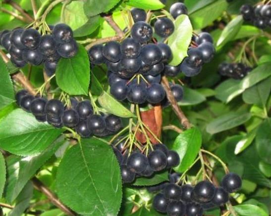 黑果花楸吃多了会怎么样?黑果花楸可以泡水喝吗