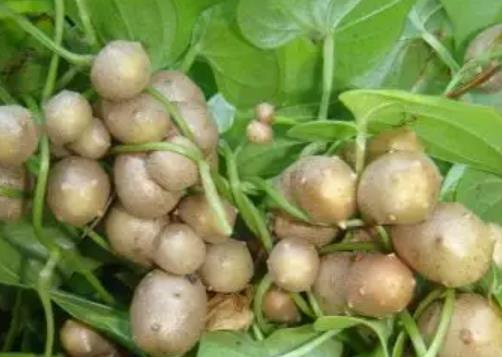 什么人不能吃山药豆?山药豆是山药的什么部位