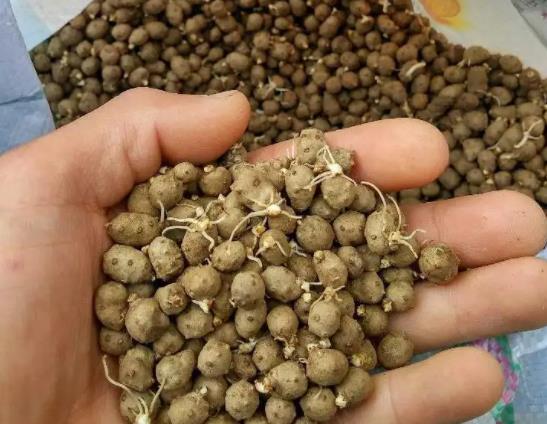 山药豆可以打豆浆喝吗?山药豆发芽了有毒吗