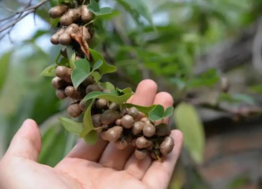 山药豆和山药是一个品种吗?山药豆是山药的种子还是果实
