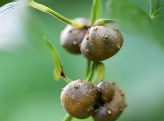 山药豆可以打豆浆喝吗?山药豆发芽了有毒吗