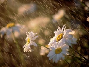 梅雨季节是什么时候？梅雨季节吃什么