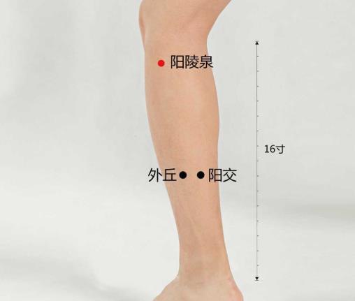 阳陵泉穴的准确位置图片在哪里?按摩阳陵泉穴有什么好处?
