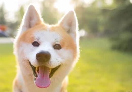 为什么狗没死人却得狂犬病死了?得了狂犬病为什么怕水