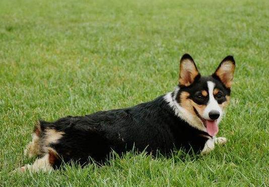 狗狗爪子划出红痕了要去打狂犬疫苗吗?如何判断需要打狂犬疫苗不