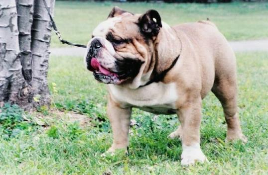 狗狗爪子划出红痕了要去打狂犬疫苗吗?如何判断需要打狂犬疫苗不