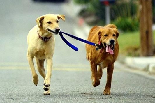 狗狗爪子划出红痕了要去打狂犬疫苗吗?如何判断需要打狂犬疫苗不
