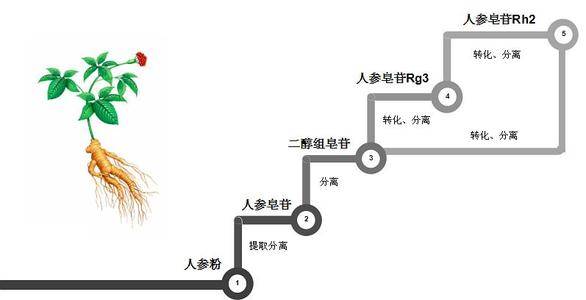 人参皂苷rg3吃进肚子竟消失了!它去了哪里?