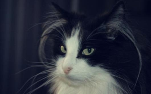 世界上毛最长的猫 毛长25.68厘米的两岁小猫刷新世界纪录
