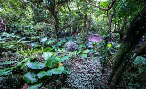 世界最大的森林 亚马逊热带雨林占地550万平方公里