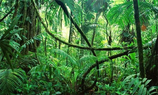 世界最大的森林 亚马逊热带雨林占地550万平方公里