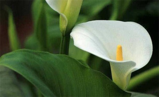 最好养的室内大型盆栽 白鹤芋非常耐阴