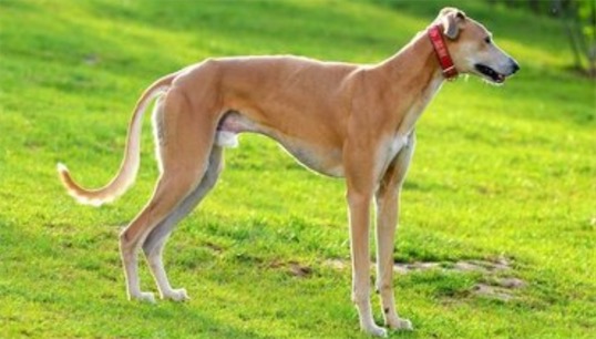 世界上跑得最快的狗 格力犬奔跑时速最高可达70公里
