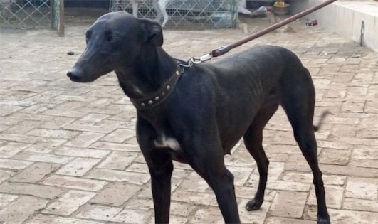 世界上跑得最快的狗 格力犬奔跑时速最高可达70公里
