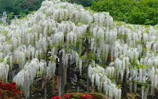 陆地上最长的植物 白藤可达400—500米