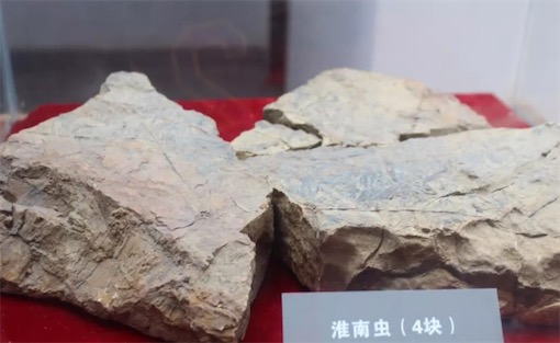迄今发现最早的多细胞生物 7.4亿年前的淮南虫