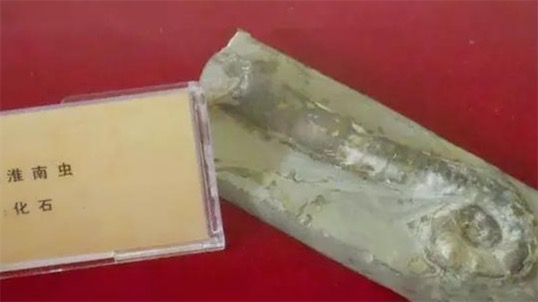 迄今发现最早的多细胞生物 7.4亿年前的淮南虫
