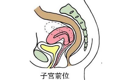 子宫前位容易怀孕吗 子宫前位和子宫后位的区别