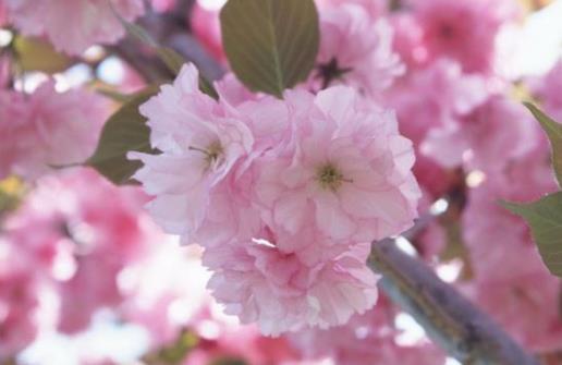 2021清明节去武汉还能看到樱花吗?武汉2021年五一还有樱花吗
