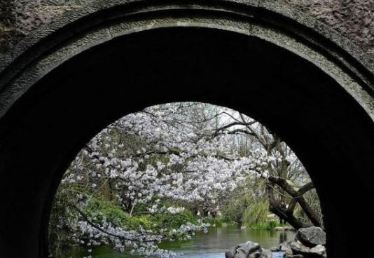 2021清明节去武汉还能看到樱花吗?武汉2021年五一还有樱花吗