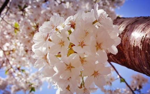 2021清明节去武汉还能看到樱花吗?武汉2021年五一还有樱花吗