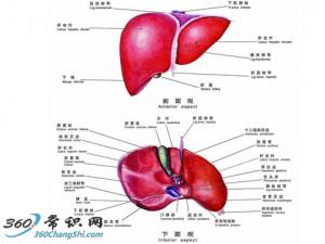 治疗各类肝病的食疗配方