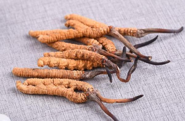 勃起困难可以吃冬虫夏草吗？几种让男人雄起的食物