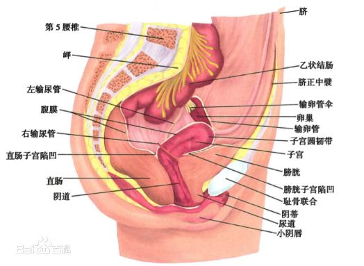 女人阴道是什么样子的科普图片 阴部真实构造解剖结构图