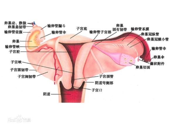 女人阴道是什么样子的科普图片 阴部真实构造解剖结构图