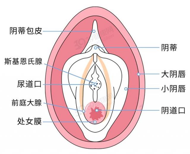 女人阴道是什么样子的科普图片 阴部真实构造解剖结构图