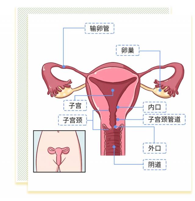 女人阴道是什么样子的科普图片 阴部真实构造解剖结构图