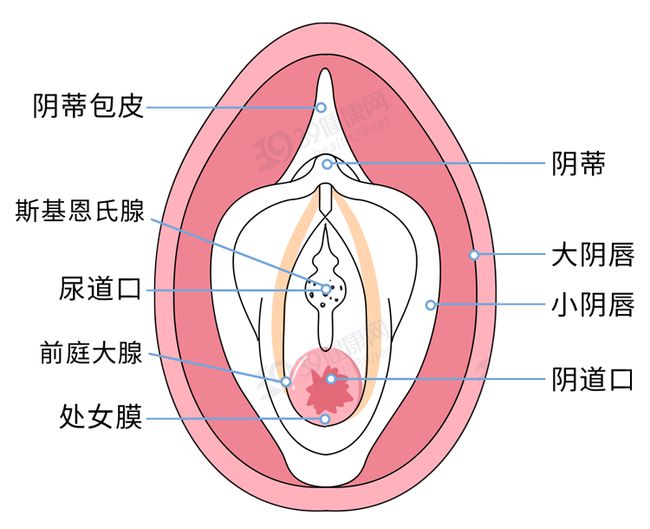 女性阴部真实照片：详解健康女人真实完美阴道图片【多图】