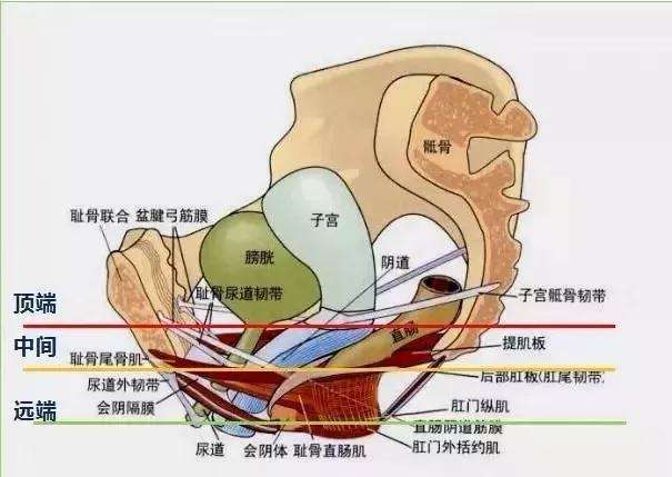 女性阴部真实照片：详解健康女人真实完美阴道图片【多图】(图9)