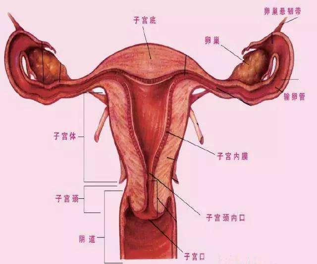 女性阴部真实照片：详解健康女人真实完美阴道图片【多图】(图10)