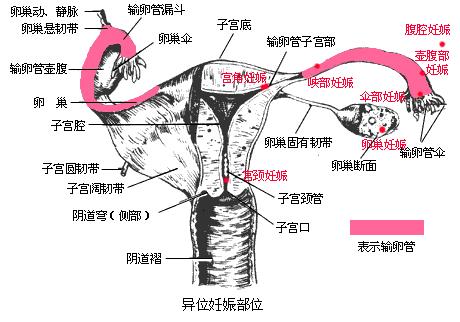 女人阴道是什么样子的科普图片 阴部真实构造解剖结构图