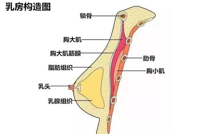 女人正常胸部长什么样子的图片 各种胸型正面图和乳房侧面图片(2)