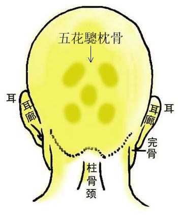 骨相图解:五花驄枕骨骨相图解:五花驄枕骨在后脑海之正部,其当中一骨