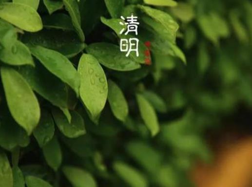 清明节应不应该回家扫墓?清明节哪天可以开始上坟