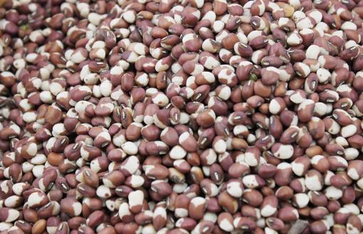 豇豆种植时间是什么时候?豇豆最佳种植时间