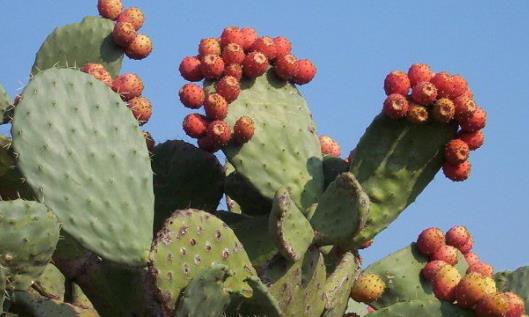 仙人掌果什么时候成熟 仙人掌果成熟季节